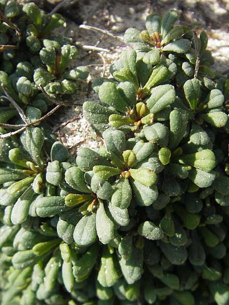 Limonium minutum ? \ Kleiner Strandflieder / Dwarf Sea Lavender, Mallorca/Majorca Cala Mondrago 5.4.2012