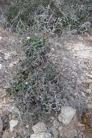 Limonium minutum ? \ Kleiner Strandflieder / Dwarf Sea Lavender, Mallorca/Majorca Cala Pi 8.4.2012
