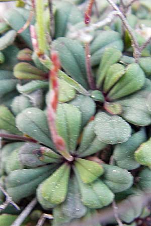 Limonium minutum ? \ Kleiner Strandflieder / Dwarf Sea Lavender, Mallorca/Majorca Cala Pi 8.4.2012