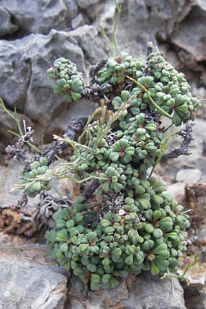 Limonium minutum ? \ Kleiner Strandflieder / Dwarf Sea Lavender, Mallorca/Majorca Cap Formentor 10.4.2012