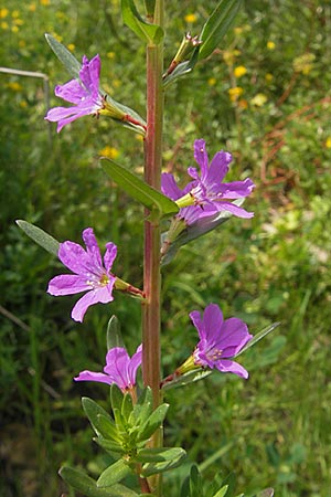 Lythrum junceum \ Binsen-Weiderich / False Grass Poly, Mallorca/Majorca S'Albufera 30.4.2011