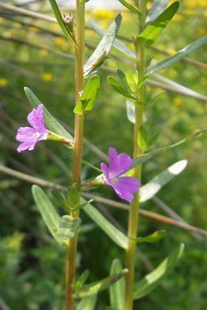 Lythrum junceum \ Binsen-Weiderich / False Grass Poly, Mallorca/Majorca S'Albufera 30.4.2011