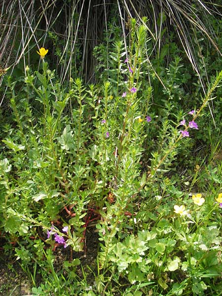 Lythrum junceum \ Binsen-Weiderich / False Grass Poly, Mallorca/Majorca S'Albufera 30.4.2011