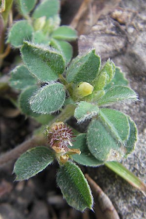 Medicago minima \ Zwerg-Schneckenklee / Burr Medick, Mallorca/Majorca Lluc 24.4.2011