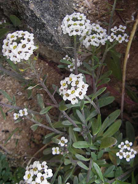 Lobularia maritima \ Strandkresse, Weies Steinkraut / Sweet Alison, Mallorca/Majorca Ca'n Picafort 30.4.2011