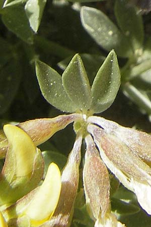 Lotus cytisoides \ Geikleeartiger Hornklee / Grey Bird's-Foot Trefoil, Mallorca/Majorca Cala Mondrago 5.4.2012
