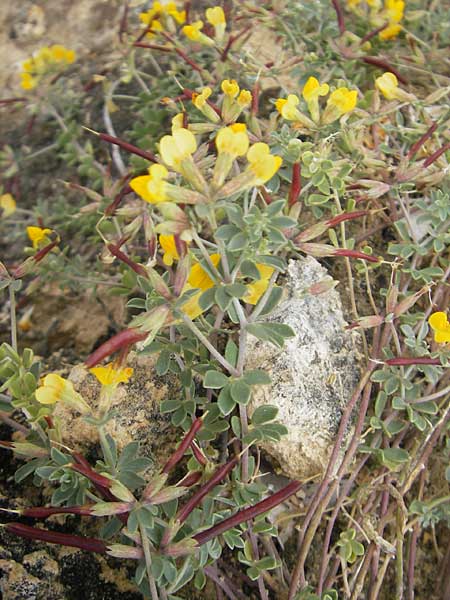 Lotus cytisoides \ Geikleeartiger Hornklee / Grey Bird's-Foot Trefoil, Mallorca/Majorca S'Arenal 25.4.2011