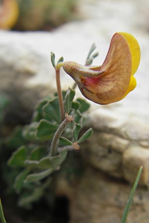 Lotus tetraphyllus \ Vierbl�ttriger Hornklee, Mallorca Andratx 26.4.2011