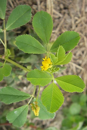 Medicago polymorpha \ Rauer Schneckenklee, Schwarzer Schneckenklee, Mallorca S'Albufera 30.4.2011