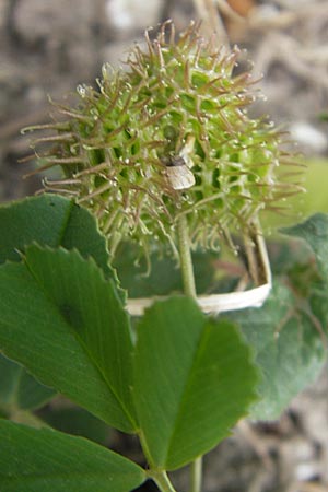 Medicago polymorpha \ Rauer Schneckenklee, Schwarzer Schneckenklee, Mallorca S'Albufera 30.4.2011