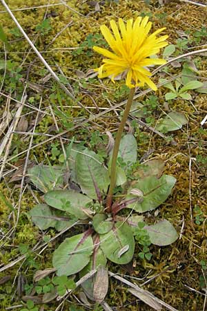 Taraxacum pyropappum \ Sp�ter L�wenzahn / Late Dandelion, Mallorca/Majorca Andratx 3.4.2012