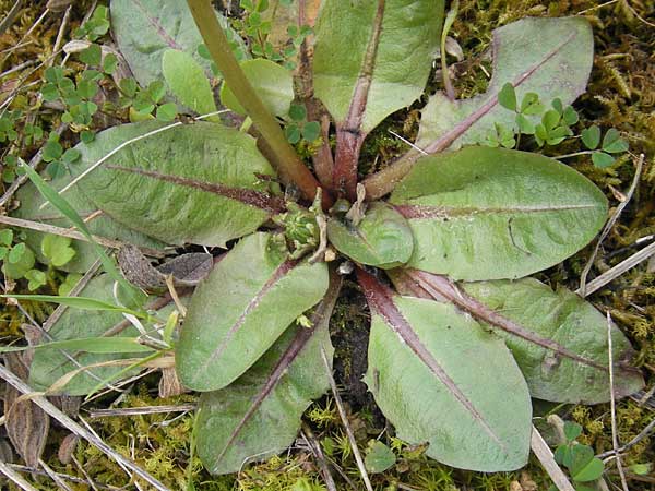 Taraxacum pyropappum \ Sp�ter L�wenzahn / Late Dandelion, Mallorca/Majorca Andratx 3.4.2012