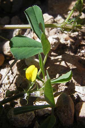 Medicago polymorpha \ Rauer Schneckenklee, Schwarzer Schneckenklee, Mallorca Cala Pi 8.4.2012