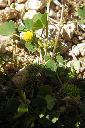 Medicago polymorpha \ Rauer Schneckenklee, Schwarzer Schneckenklee, Mallorca Cala Pi 8.4.2012