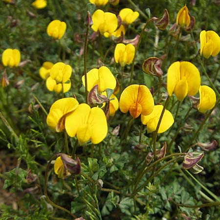 Lotus tetraphyllus \ Vierbl�ttriger Hornklee, Mallorca Soller Botan. Gar. 23.4.2011