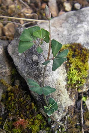 Lotus tetraphyllus \ Vierbl�ttriger Hornklee, Mallorca Andratx 26.4.2011