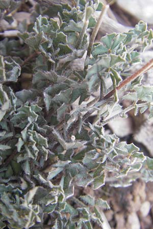 Lotus tetraphyllus \ Vierbl�ttriger Hornklee, Mallorca Betlem 28.4.2011