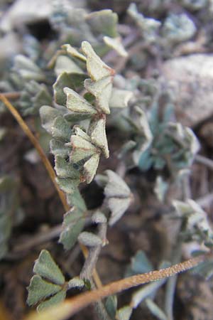 Lotus tetraphyllus \ Vierbl�ttriger Hornklee, Mallorca Betlem 28.4.2011