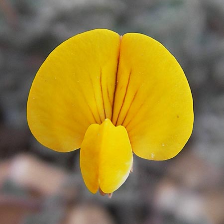 Lotus tetraphyllus \ Vierbl�ttriger Hornklee, Mallorca Betlem 28.4.2011