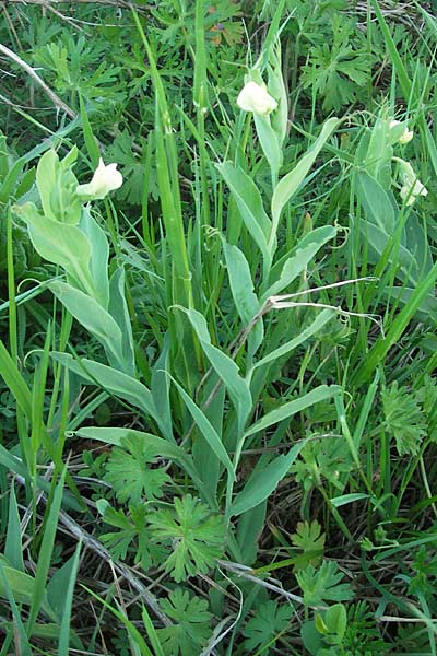 Lathyrus ochrus \ Flgel-Platterbse, Scheidige Platterbse, Mallorca Pollensa 11.4.2012