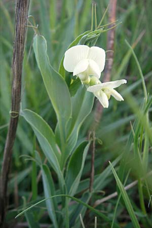 Lathyrus ochrus \ Flgel-Platterbse, Scheidige Platterbse, Mallorca Pollensa 11.4.2012