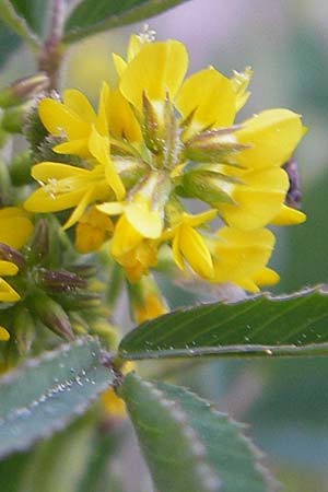 Melilotus segetalis \ Saat-Steinklee / Corn Melilot, Mallorca/Majorca Cala Pi 8.4.2012