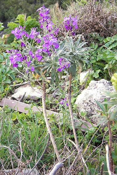 Matthiola incana \ Graue Levkoje / Hoary Stock, Mallorca/Majorca Alaro 7.4.2012