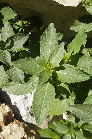 Mercurialis annua \ Einjhriges Bingelkraut / Annual Mercury, Mallorca/Majorca Cala Pi 8.4.2012