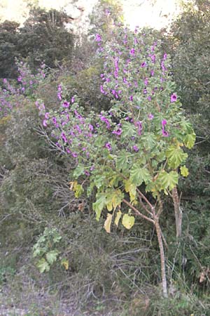 Malva arborea \ Baumf�rmige Strauchpappel, Baum-Strauchpappel / Tree Mallow, Mallorca/Majorca Cala Pi 8.4.2012