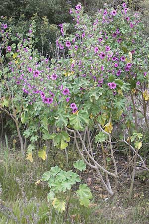 Malva arborea \ Baumf�rmige Strauchpappel, Baum-Strauchpappel / Tree Mallow, Mallorca/Majorca Cala Pi 8.4.2012