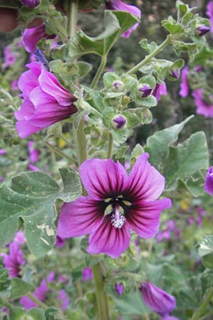 Malva arborea \ Baumf�rmige Strauchpappel, Baum-Strauchpappel / Tree Mallow, Mallorca/Majorca Cala Pi 8.4.2012