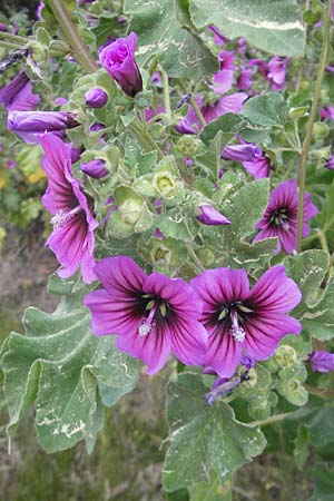 Malva arborea \ Baumf�rmige Strauchpappel, Baum-Strauchpappel / Tree Mallow, Mallorca/Majorca Cala Pi 8.4.2012