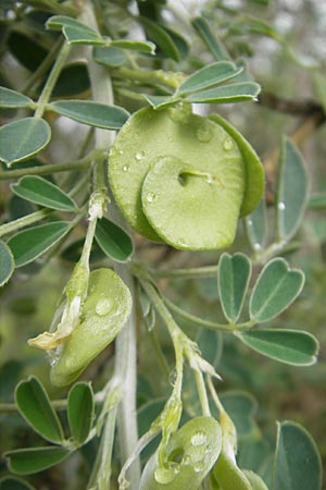 Medicago citrina \ Zitronengelber Baumklee, Mallorca Soller Botan. Gar. 4.4.2012