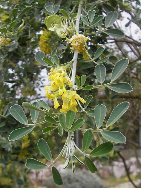 Medicago citrina \ Zitronengelber Baumklee, Mallorca Soller Botan. Gar. 4.4.2012