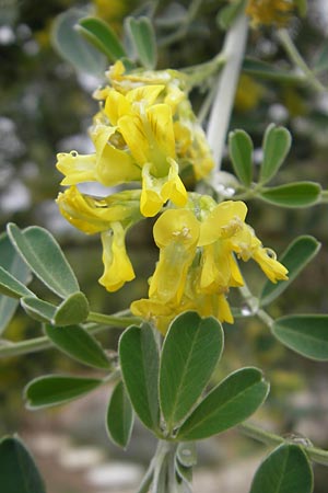 Medicago citrina \ Zitronengelber Baumklee, Mallorca Soller Botan. Gar. 4.4.2012