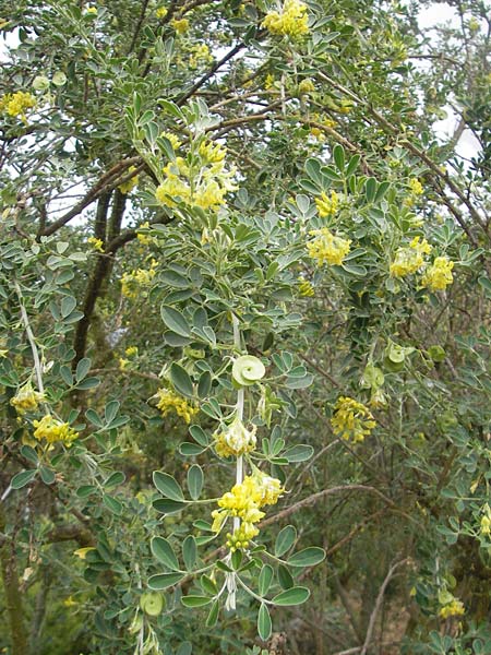 Medicago citrina \ Zitronengelber Baumklee, Mallorca Soller Botan. Gar. 4.4.2012