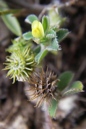 Medicago minima \ Zwerg-Schneckenklee / Burr Medick, Mallorca/Majorca Ca'n Picafort 30.4.2011