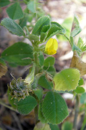 Medicago rigidula \ Sammet-Schneckenklee, Mallorca Magaluf 1.5.2011