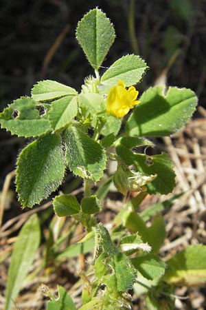 Medicago rigidula \ Sammet-Schneckenklee, Mallorca Magaluf 1.5.2011