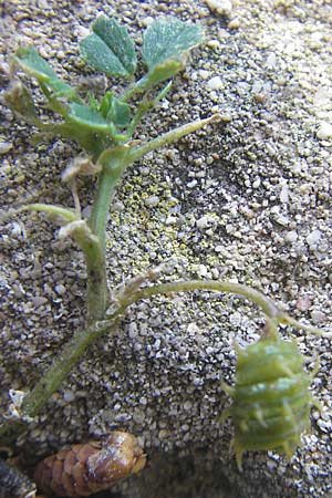 Medicago littoralis \ Meer-Schneckenklee / Strand Medick, Water Medick, Mallorca/Majorca Magaluf 1.5.2011