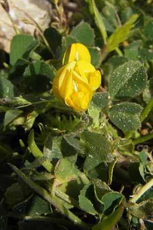 Medicago littoralis \ Meer-Schneckenklee / Strand Medick, Water Medick, Mallorca/Majorca Port de Andratx 3.4.2012