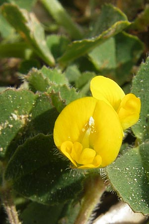 Medicago littoralis \ Meer-Schneckenklee / Strand Medick, Water Medick, Mallorca/Majorca Port de Andratx 3.4.2012