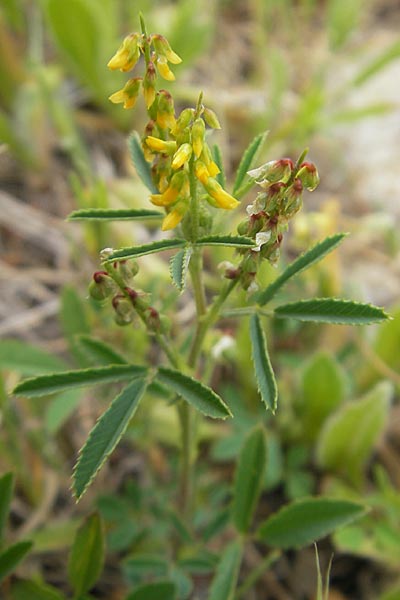 Melilotus spicatus \ Neapolitaner Honigklee, Mallorca Andratx 26.4.2011