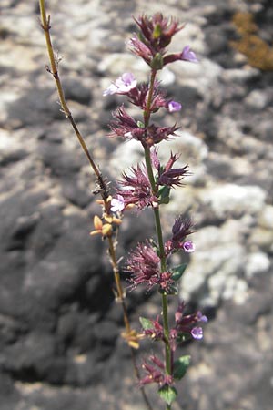 Micromeria microphylla \ Kleinbl�ttrige Bergminze / Maltese Savory, Mallorca/Majorca Betlem 28.4.2011