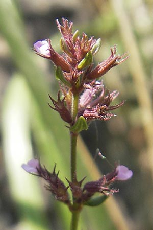 Micromeria microphylla \ Kleinbl�ttrige Bergminze / Maltese Savory, Mallorca/Majorca Betlem 28.4.2011