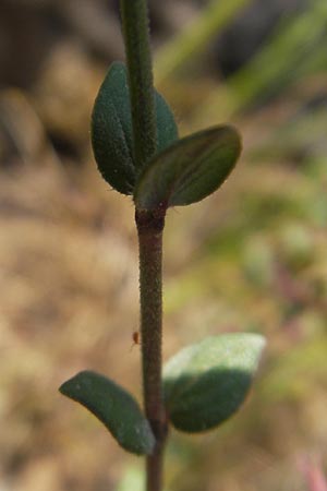 Micromeria microphylla \ Kleinbl�ttrige Bergminze / Maltese Savory, Mallorca/Majorca Betlem 28.4.2011