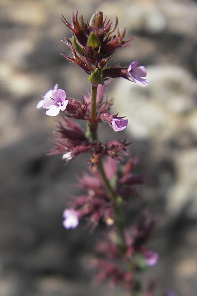 Micromeria microphylla \ Kleinbl�ttrige Bergminze / Maltese Savory, Mallorca/Majorca Betlem 28.4.2011