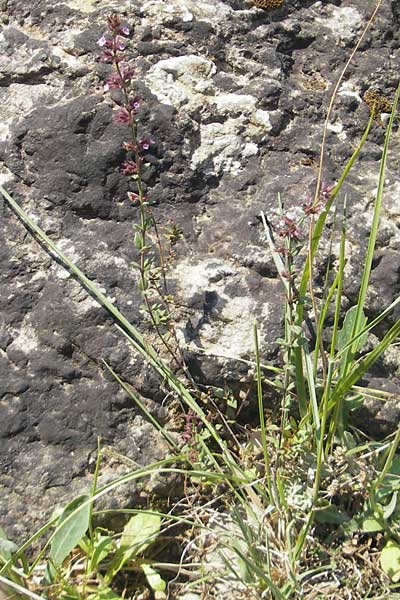 Micromeria microphylla \ Kleinbl�ttrige Bergminze / Maltese Savory, Mallorca/Majorca Betlem 28.4.2011