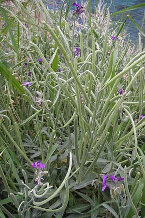 Matthiola incana \ Graue Levkoje / Hoary Stock, Mallorca/Majorca Banyalbufar 12.4.2012