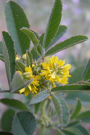 Melilotus segetalis \ Saat-Steinklee / Corn Melilot, Mallorca/Majorca Cala Pi 8.4.2012
